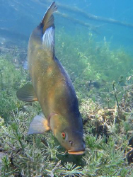 Tench of switzerland... by Sylvain Kuster 